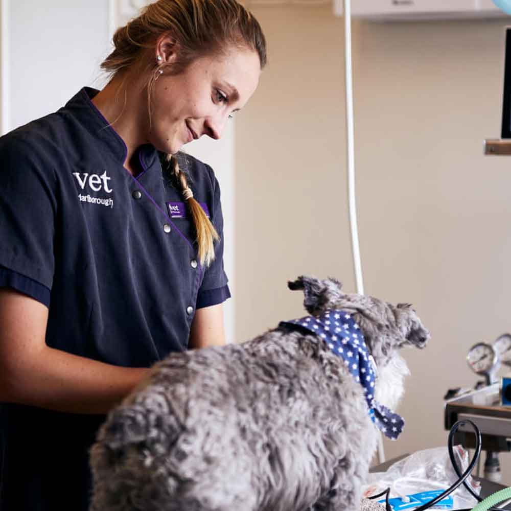 Vet Marlborough - Quality Veterinary Care