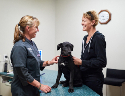 Companion Animal Services - Vet Marlborough