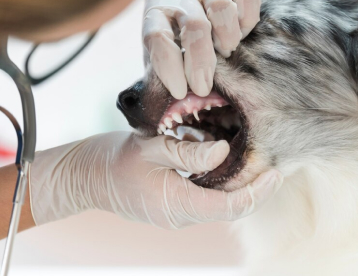 Dental Care at Vet Marlborough