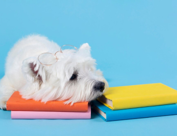 Puppy Preschool at Vet Marlborough