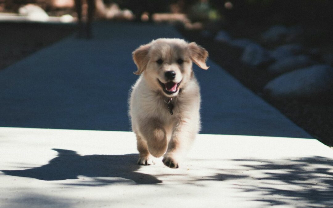 Puppy Preschool