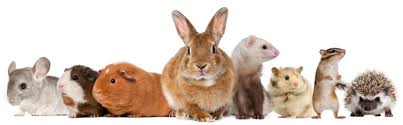 Rabbits & Small Mammals