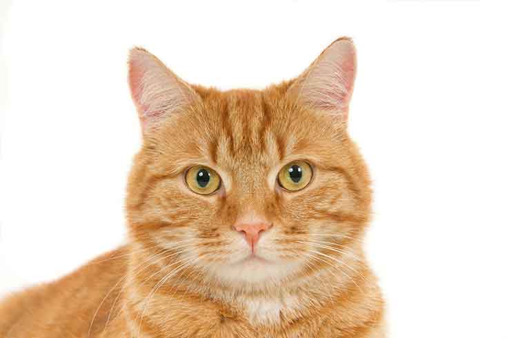 Acromegaly in Cats