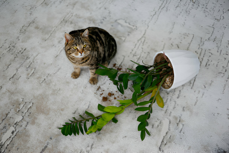 Lily Poisoning in Cats