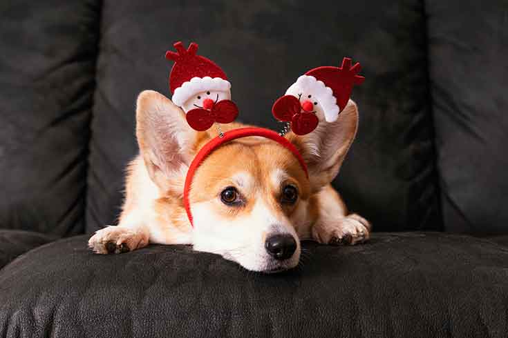 Christmas Danger For Your Pets