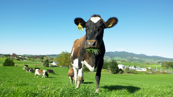 Production Animal Services - Dairy Cows