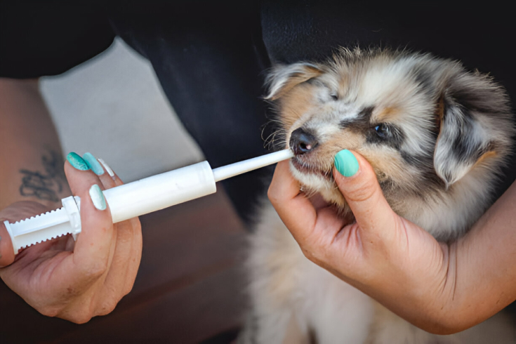 Worming Your Dog