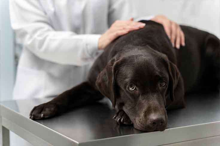 Xylitol Poisoning in Dogs