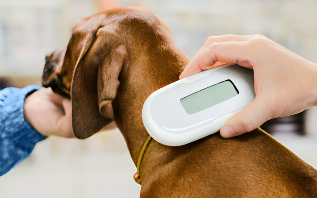 Microchipping your dog