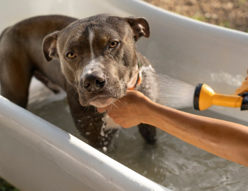 Dog Wash Services at Vet Marlborough