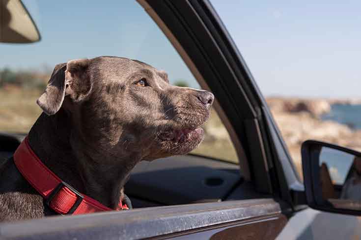 Dogs on Utes