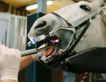 Equine Dental Care at Vet Marlborough