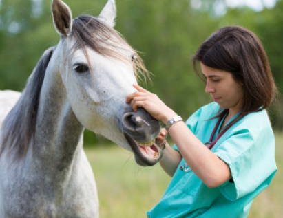 Equine Centre Services - Vet Marlborough