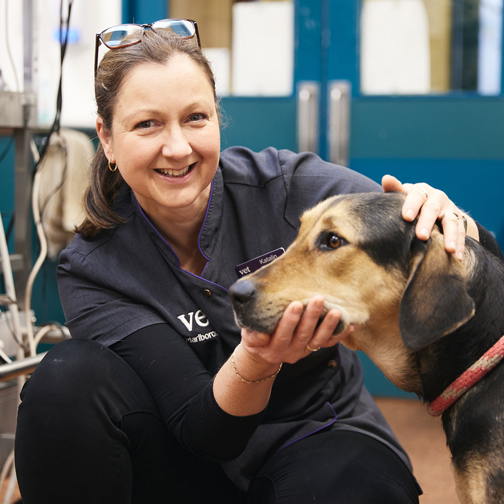 Vet Marlborough - Quality Veterinary Care Vet Marlborough - Quality Veterinary Care