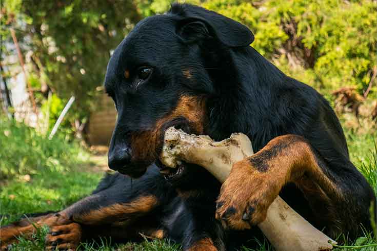 Feeding Bones to Your Dog