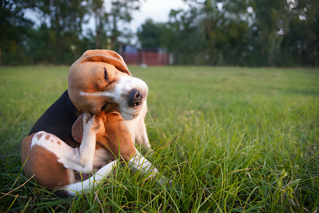 Dermatology & Allergy Testing at Vet Marlborough