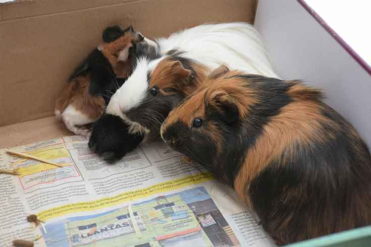 Guinea Pigs