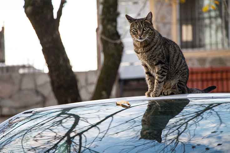 Keeping Cats Out of Trouble