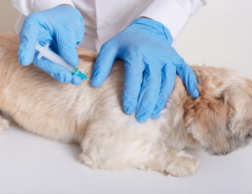 Microchipping Services at Vet Marlborough