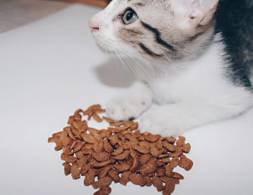 Creating Good Eating Habits For Your Kitten