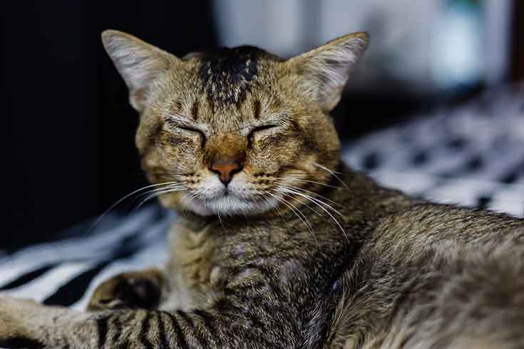 Sick Cats – What Are The Signs