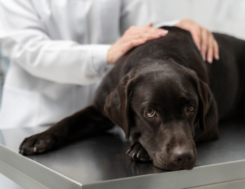 Pain Management from Vet Marlborough