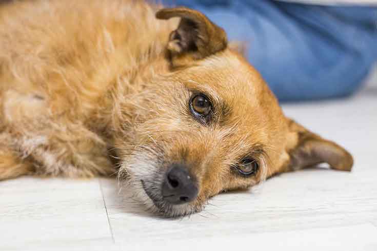 Pancreatitis in Dogs