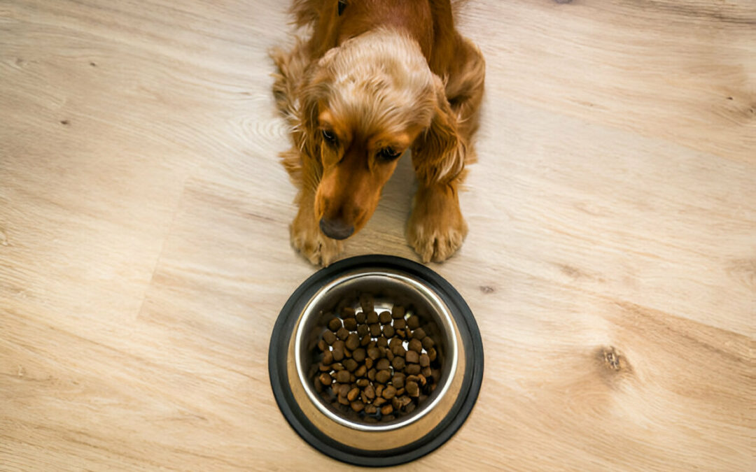 Creating Good Eating Habits For Your Puppy