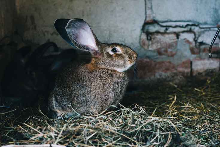 Rabbit Abscess