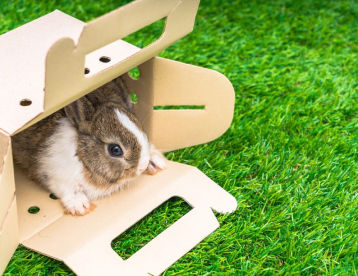 Rabbits & Small Mammals Services at Vet Marlborough