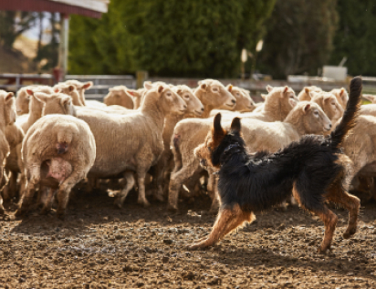 Production Animal Services - Vet Marlborough