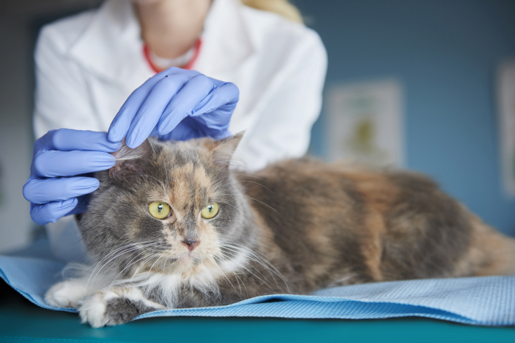 Vaccinations- For Your Cat and Kittens