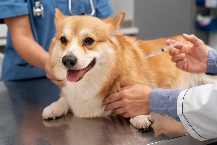 Vaccinations- For Dogs and Puppies