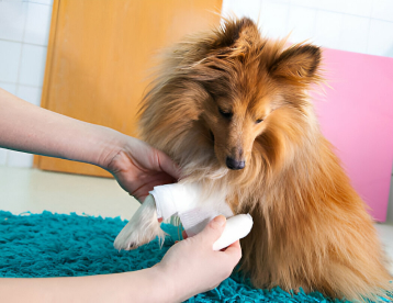 Wound Care Services from Vet Marlborough